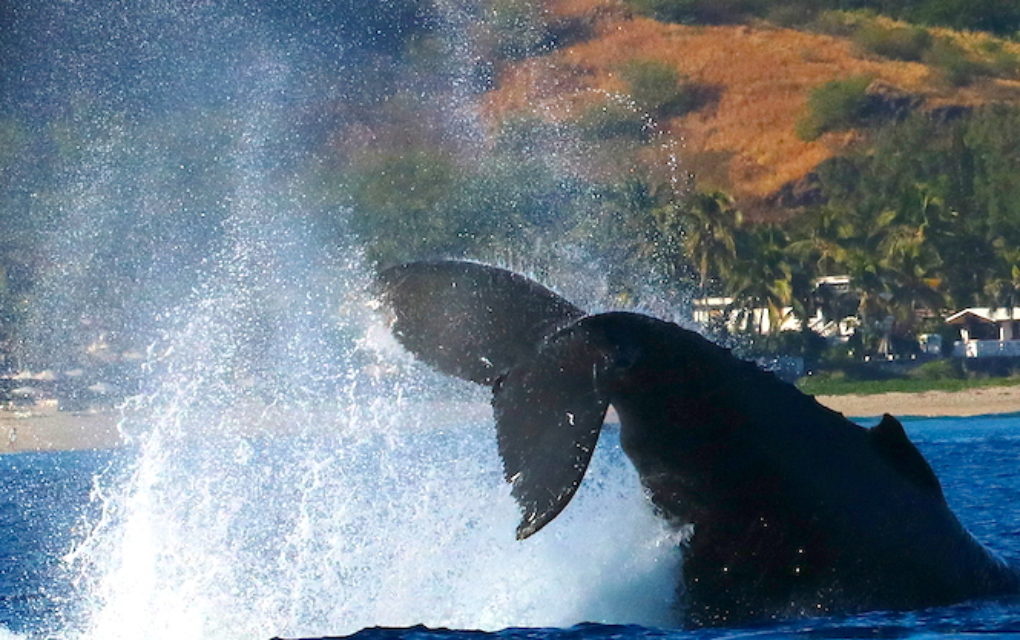 Le show des baleines en douze clichés à couper le souffle