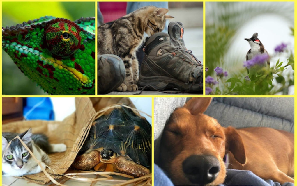 Concours photo :  Belles, étonnantes, amusantes…, découvrez toutes vos images d’animaux