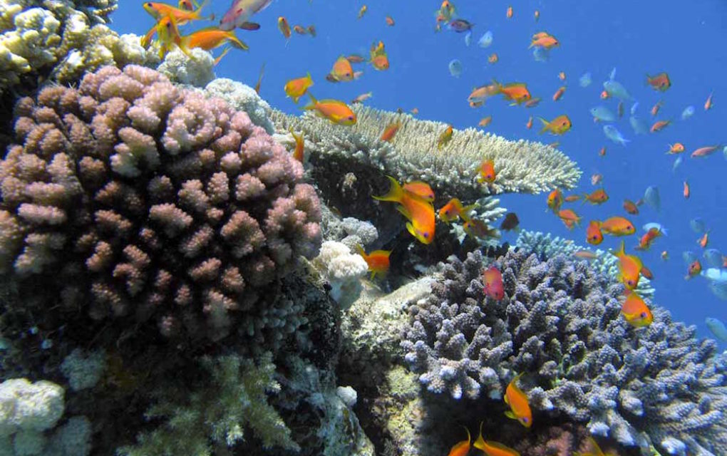 Le récif corallien réunionnais à l’honneur ce week-end
