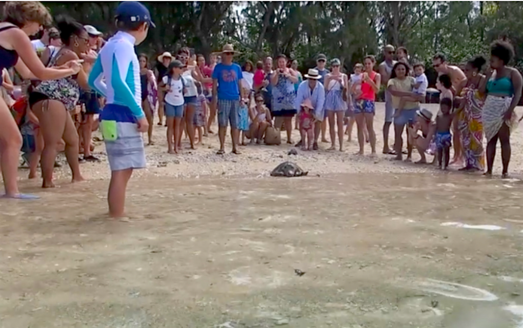 [Vidéo] Requinquée, la tortue Bellavista retrouve sa liberté