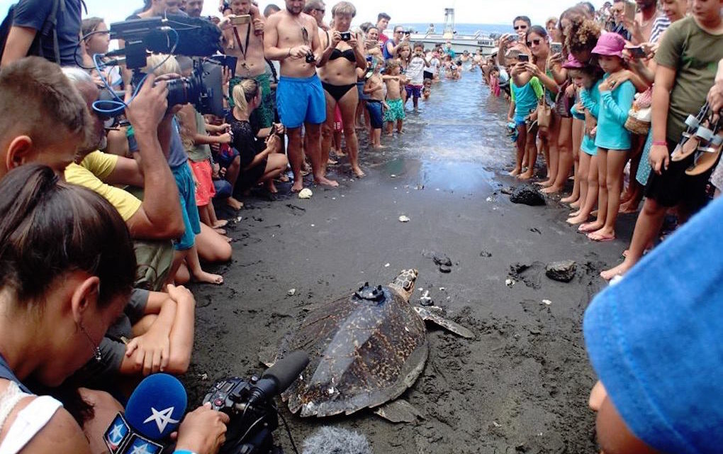 Débarrassée de ses hameçons, la tortue « Victoria » retrouve la liberté