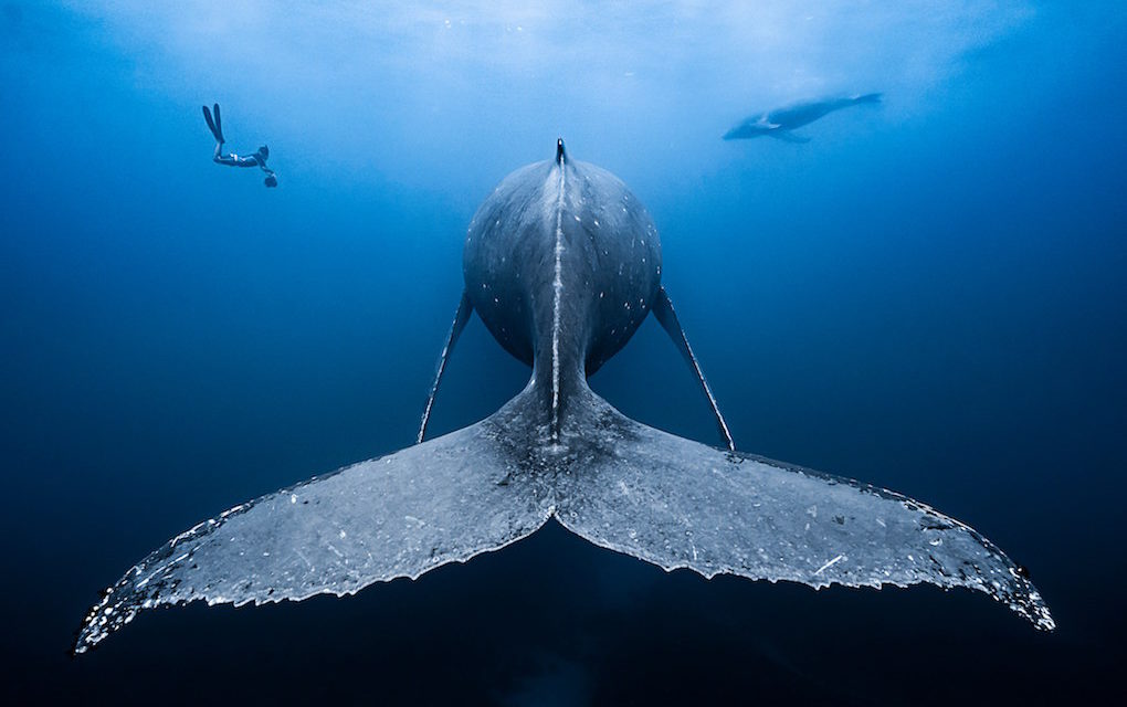 Le cliché de baleine d’un Saint-Leusien s’illustre dans un concours international