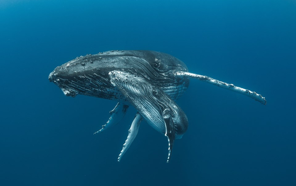 Une expo pour plonger dans l’intimité des baleines