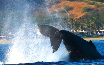 Baleines : Une vidéo pour rappeler comment les observer… sans les déranger