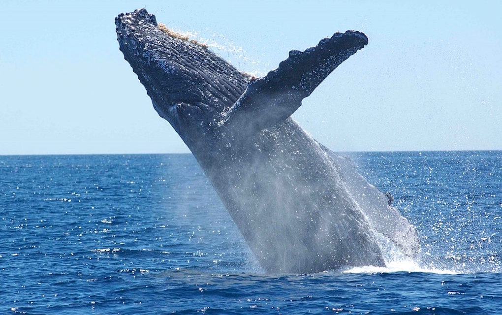 « Les sons de l’hydrophone » : Une chaîne de podcasts pour tout savoir des baleines