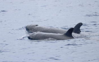 Une famille de fausses orques observée au large de la Grande Chaloupe