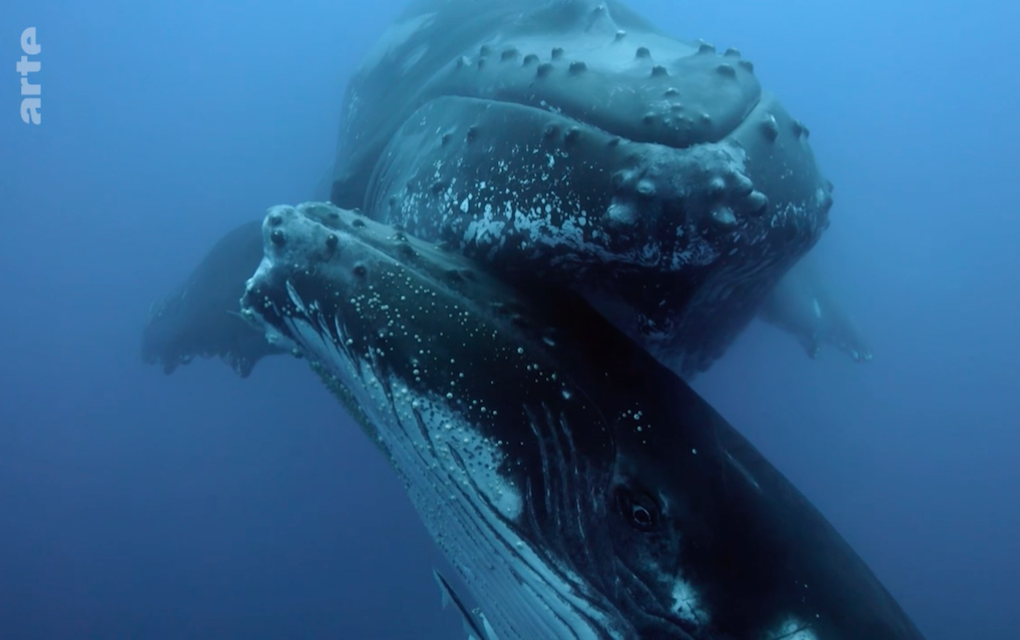 Un docu tourné à La Réunion raconte l’épopée d’un baleineau et d’une tortue verte