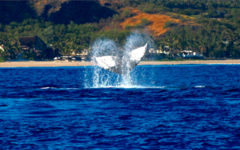 Des baleines observées au large de nos côtes, les premières de la saison