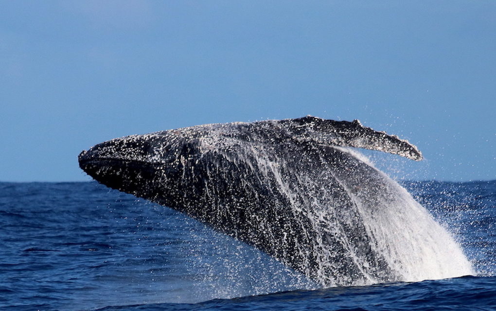 Sept baleines observées au large de Grande Anse