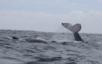 Baleines : Flopée d’observations dans le Sud et l’Ouest