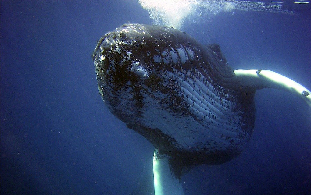 Fait rare, deux baleines identifiées en 2017 de retour à La Réunion