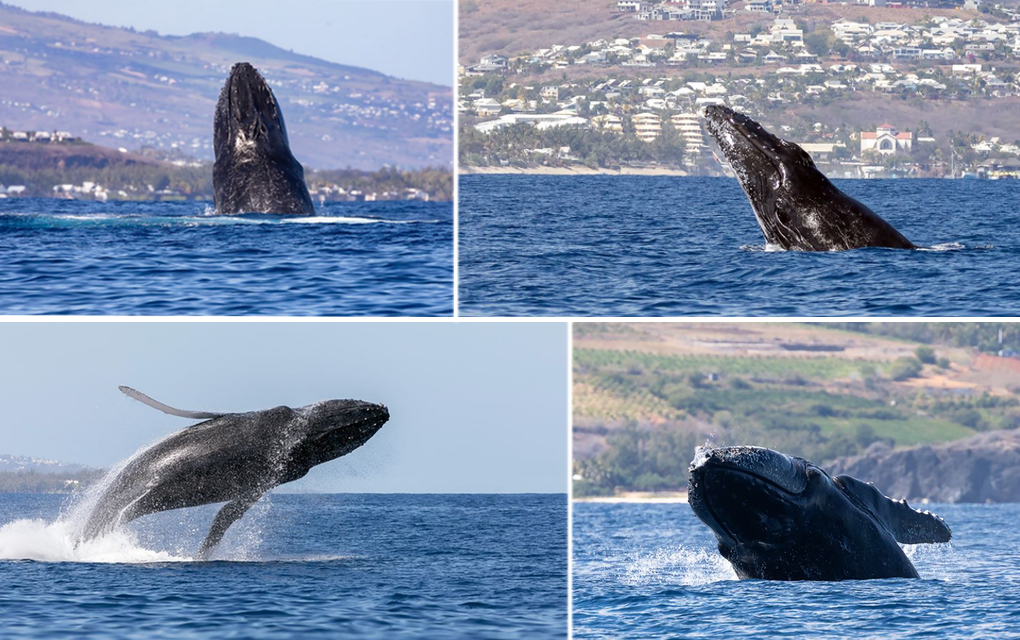 [PHOTOS] Dix clichés de baleines à couper le souffle