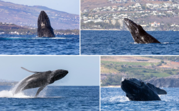 [PHOTOS] Dix clichés de baleines à couper le souffle