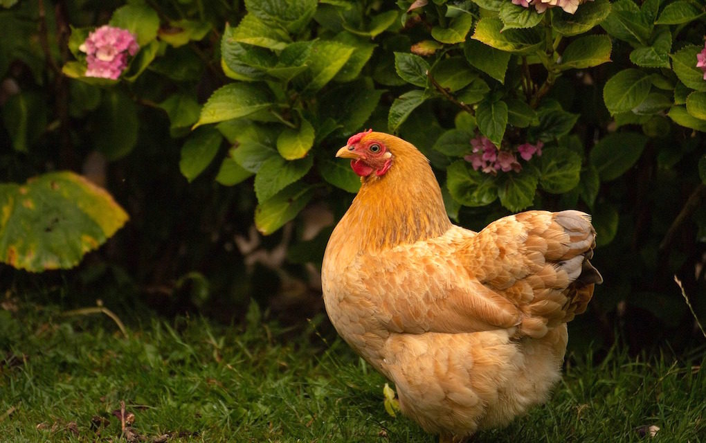 En sauvant des poules de l’abattoir, réduisez vos déchets et profitez d’œufs frais
