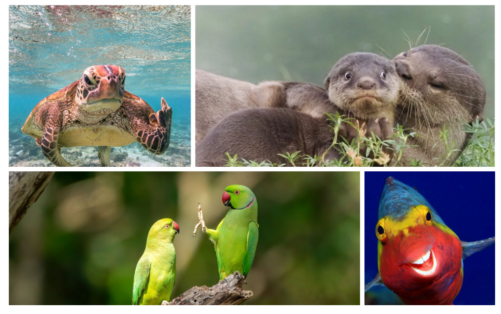 Concours photo : Des clichés déjantés au profit de la protection des animaux sauvages
