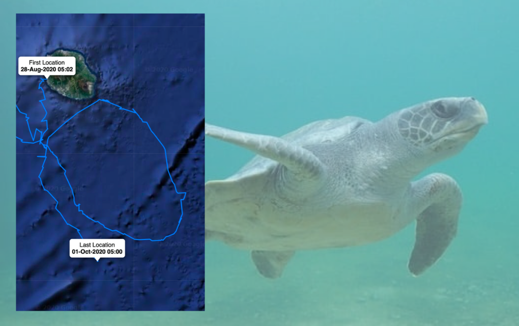 Insolite : Les déplacements d’une tortue dessinent… les contours de La Réunion