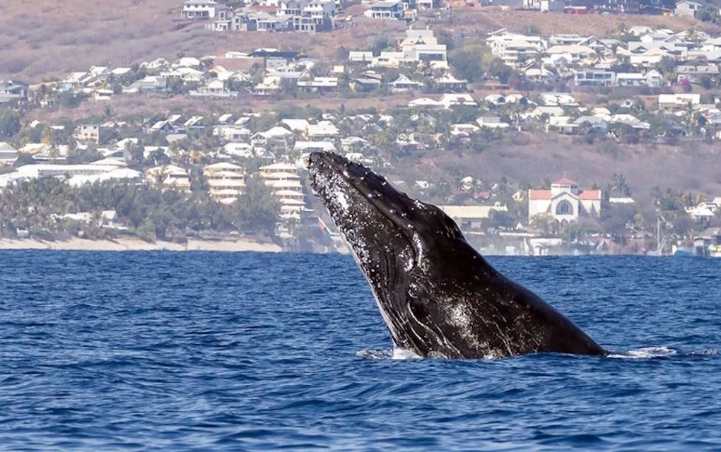 Journée internationale de la baleine : Les plus belles photos capturées à La Réunion