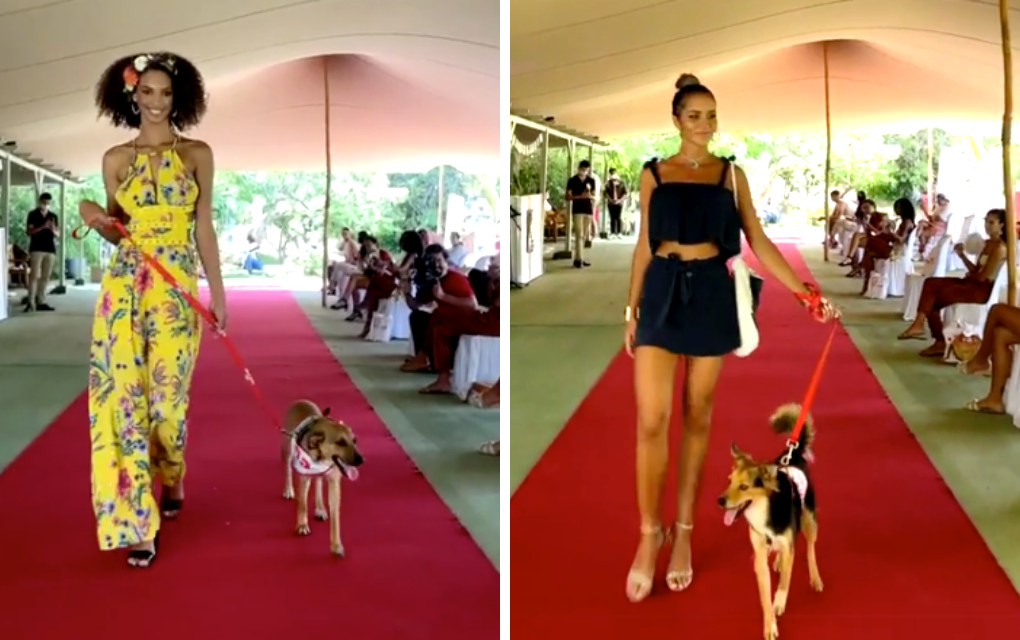 Fashion dogs : Les chiens de la SPA du Sud stars d’un défilé de mode