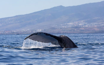 Vidéo – Et voilà la première baleine de la saison !