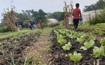 Jardin de Cocagne : Une chasse aux œufs éducative parmi les légumes bio