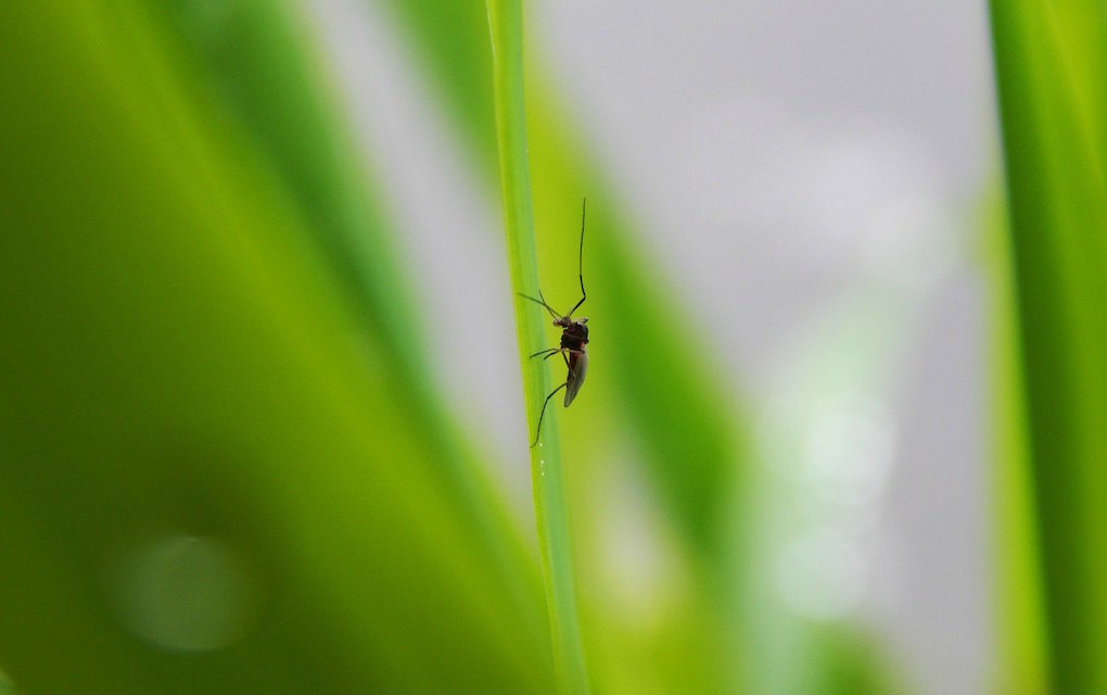 Un insectarium de pointe inauguré à La Réunion, un espoir dans la lutte contre la dengue