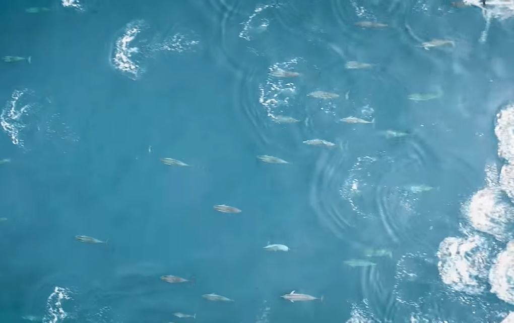 Vidéo – Un magnifique ballet de dauphins à long bec filmé au large de notre île