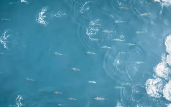 Vidéo – Un magnifique ballet de dauphins à long bec filmé au large de notre île