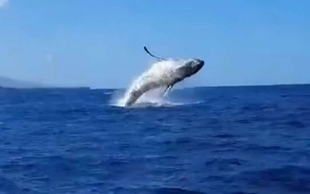 Vidéo – Un magnifique saut de baleine immortalisé au large de St-Gilles