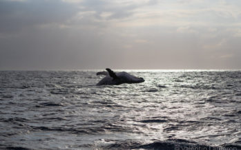 Une baleine et son baleineau observés au large de notre île