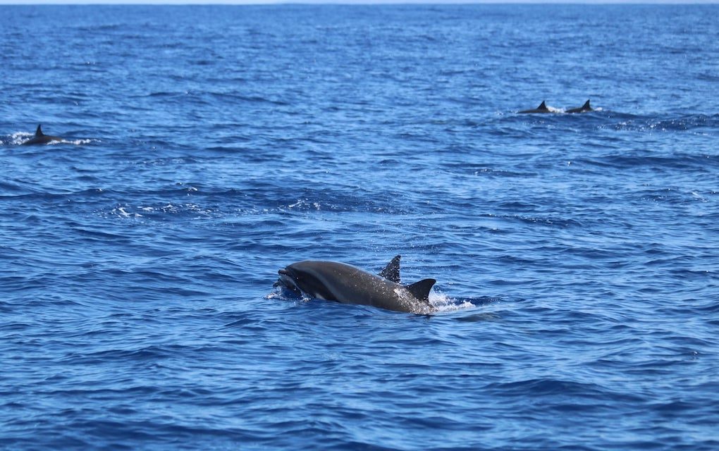 Un groupe d’un millier de dauphins observé au large de St-Pierre