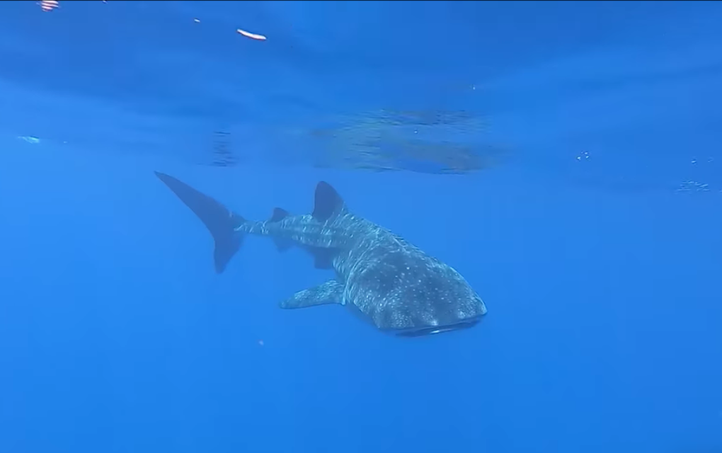 Vidéo – Magnifique observation d’un requin-baleine au large du Port