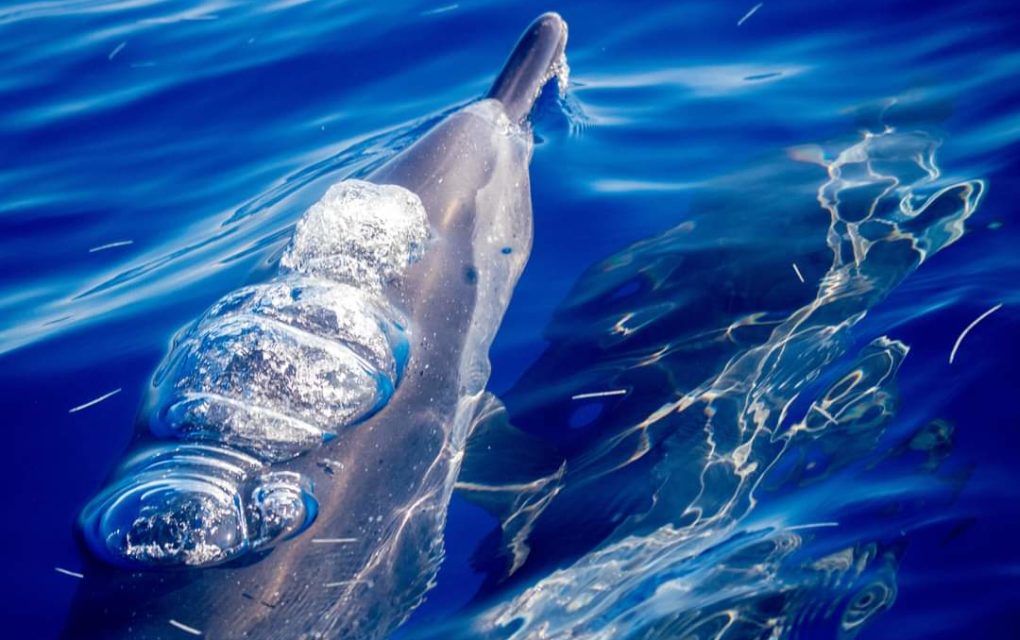 Cachalot nain, baleine à bec de Blainville… Six espèces de mammifères marins observées