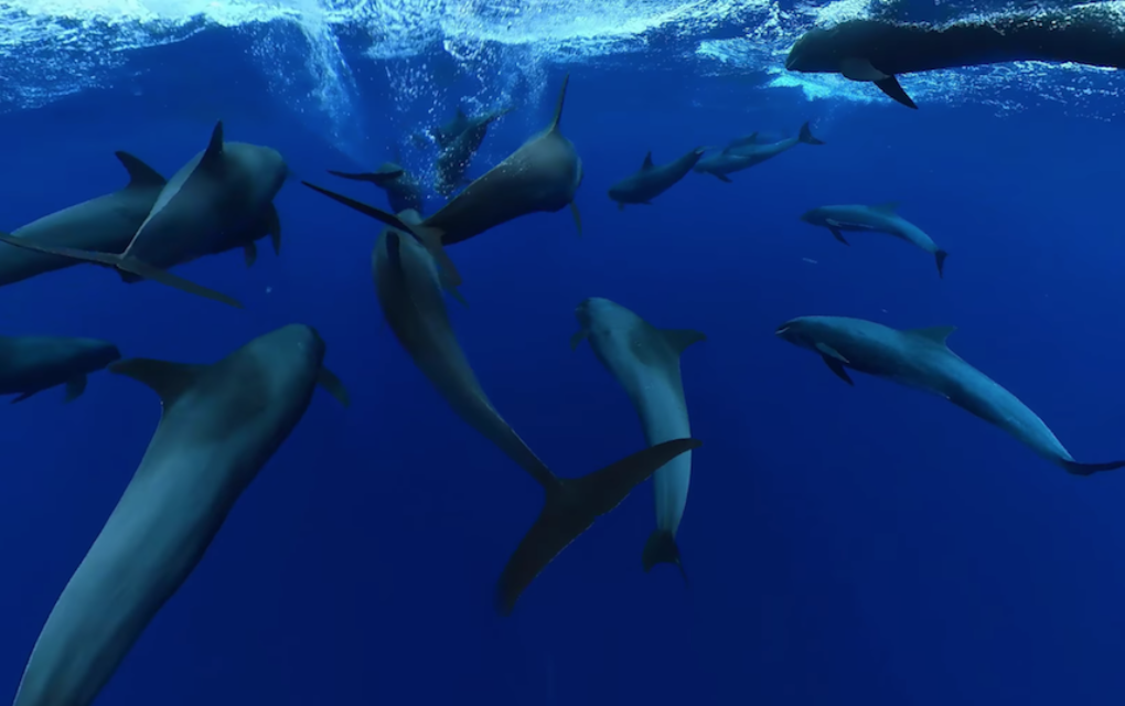 Un gigantesque groupe de dauphins observé au large de Manapany