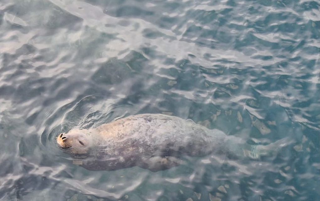 L’éléphante de mer toujours à La Réunion, Globice rappelle les consignes