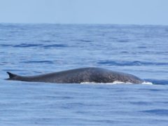 Une baleine bleue observée au large de nos côtes, une première