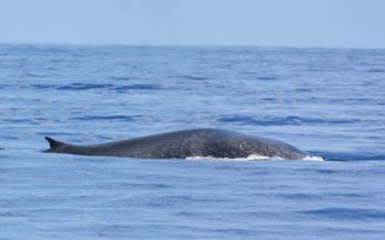 Une baleine bleue observée au large de nos côtes, une première