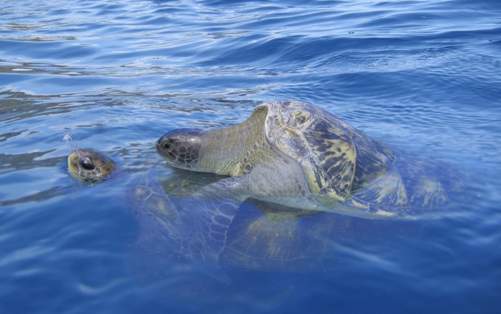 Un accouplement de tortues vertes observé à la Pointe des Aigrettes