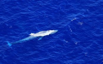 Une deuxième baleine bleue observée au large de nos côtes, un fait exceptionnel